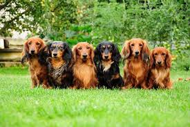 Image result for jezevčík hladkosrstý