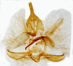 Image result for Archips podanus