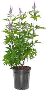 Image result for Vitex obovata