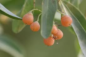 Image result for Cordia sinensis