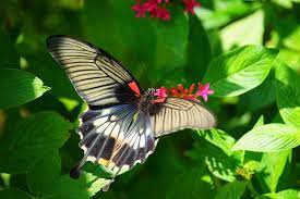 Pin En Mis Mariposas 2019