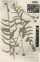 Image result for Aspilia rudis