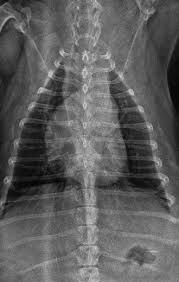 Idiopathic pulmonary fibrosis (ipf) is a serious chronic lung disease that causes scarring in the tissue surrounding the air sacs in your lungs. Fibrosis Pulmonar Idiopatica Del West Highland White Terrier Portalveterinaria