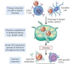 Image result for HIV Pathophysiology