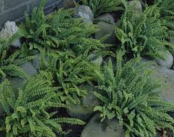 Image result for Asplenium