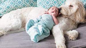 Maybe you would like to learn more about one of these? Adorable Dog And Baby Photos That Ll Melt Your Heart