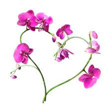 Digital Umbrella Image Detail Orchids Pink Orchids Orchid Images