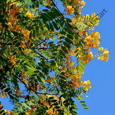 Image result for Peltophorum africanum