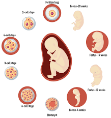 Image result for Embryology