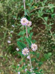 Image result for Lippia woodii