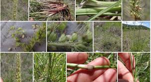 Image result for Setaria incrassata