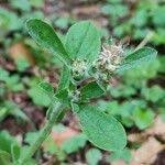 Image result for Gnaphalium polycaulon