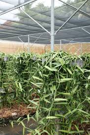 Vanille De Taha A Tahiti Kebun Tanaman