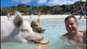 Entdecke bahamas auf eigene faust. Swimming Pigs Of Exuma Bahamas Pig Beach Die Schwimmenden Schweine Youtube