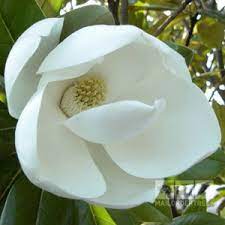 Magnolia Grandiflora Flower Evergreen Evergreen Magnolia Magnolia Grandiflora Magnolia Trees
