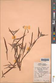 Image result for Cyanotis lanata