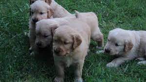 Light, medium and dark colors available. Lovable Akc Golden Retriever Puppies For Sale In Bread Loaf Vermont Classified Americanlisted Com