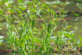 Image result for Sphenoclea