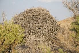 The magpie started to demonstrate, but each time she did something. Anatomy Of A Magpie Nest Feathered Photography