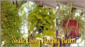 These shrubs are very tolerant of shade and poor soil. Best Plants For Hanging Basket That Grow In Shade Shade Loving Hanging Basket That Garden Girl Youtube