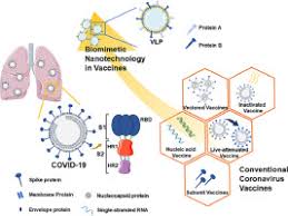 Most people begin to develop immunity within ten days of vaccination and 99 percent are protected within one month, and this appears to be lifelong. Sars Cov 2 Vaccine Research And Development Conventional Vaccines And Biomimetic Nanotechnology Strategies Sciencedirect