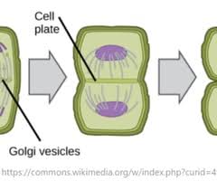 This problem has been solved! Dat Bootcamp Cell Division Flashcards Quizlet