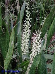 Image result for Sansevieria hyacinthoides