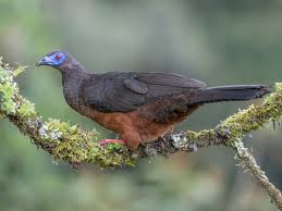 Image result for Hua gabonii