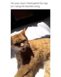 Catsfollowers Video By Aklein47 Kedi Cat Meow Miyav Kitten Cute Kedicatscom Catsfollowers Video By A Funny Frozen Memes Dog Tumblr Funny Dog Videos
