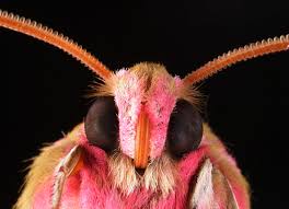 Any of various families of chiefly night flying lepidopteran insects. Moth Eyes Inspire Glare Resistant Coating For Cellphone Screens The Two Way Npr