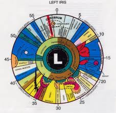 What Is Left Eye Iridology Chart Iriscope Iridology
