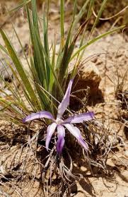 Image result for Babiana bainesii