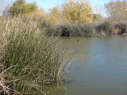 Image result for Schoenoplectus muriculatus