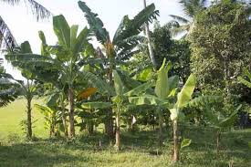 Image result for Musa acuminata