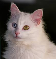 See more ideas about cute animals, cat eye colors, cute animal drawings. Why Do Some Cats Have Two Different Colored Eyes