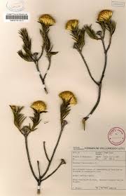 Image result for Pteronia acuminata