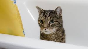 Be deep brown in color. Why Is My Cat Pooping In The Tub Cattybox