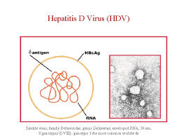 Hdv is one of five known hepatitis viruses: Viral Hepatitis Prof Mudr Petr Husa Csc Klinika
