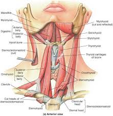 Pin On Anatomĺa