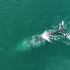 Grey Whale Gray Whale Animals Animal Kingdom