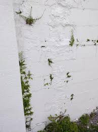 Image result for Pleopeltis  × simiana