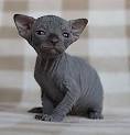 What You Need to Know Before Bringing Home a Sphynx Cat ...