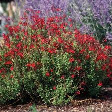 Ben je helemaal hierheen gescrold om over perennial flowers te lezen? Furman S Red Texas Sage Salvia Greggii Furman S Red High Country Gardens