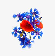 Cornflower And Poppy Flower Flower Clipart In Kind Cornflower Png Transparent Clipart Image And Psd File For Free Download Poppy Flower Flower Clipart Poppy Flower Tattoo