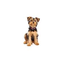 We are located in the beautiful south texas hill country of san antonio, texas. Yorkshire Terrier Puppies Petland Frisco Tx