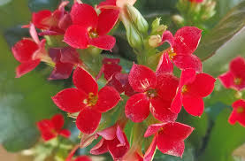 Image result for Kalanchoe crenata