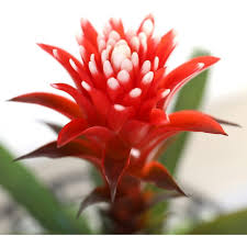 Image result for Blumea adamsii