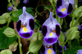 Image result for Crepidorhopalon whytei