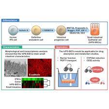 Some published articles combined within the same study in vitro. Efficient Generation Of Small Intestinal Epithelial Like Cells From Human Ipscs For Drug Absorption And Metabolism Studies Sciencedirect