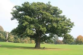 Maybe you would like to learn more about one of these? Heartwood Tree And Landscape Solutions Mahomet Il Tree Services Mapquest